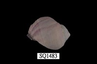 藏品(紫口珊瑚螺)的圖片